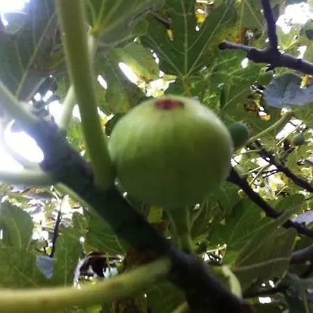 Apartment Anna Rogoznica (Sibenik-Knin)