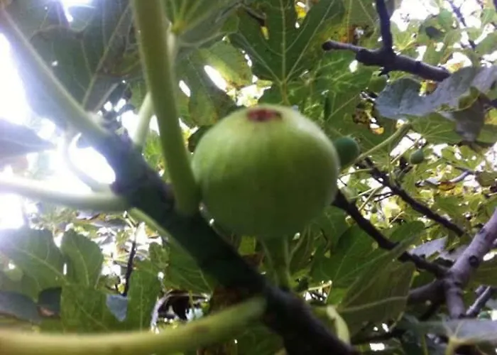 Daire Anna Rogoznica (Sibenik-Knin)